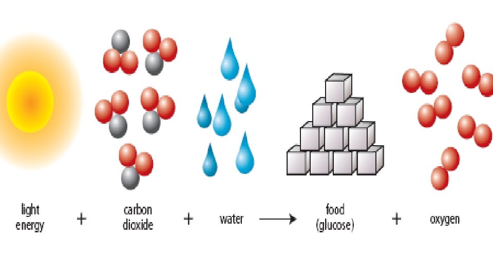 Chloroplast = Food Maker • change the Sun’s energy into chemical energy in a