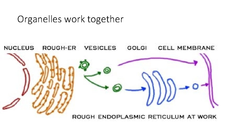 Organelles work together 