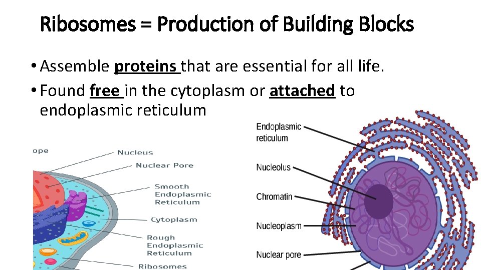 Ribosomes = Production of Building Blocks • Assemble proteins that are essential for all
