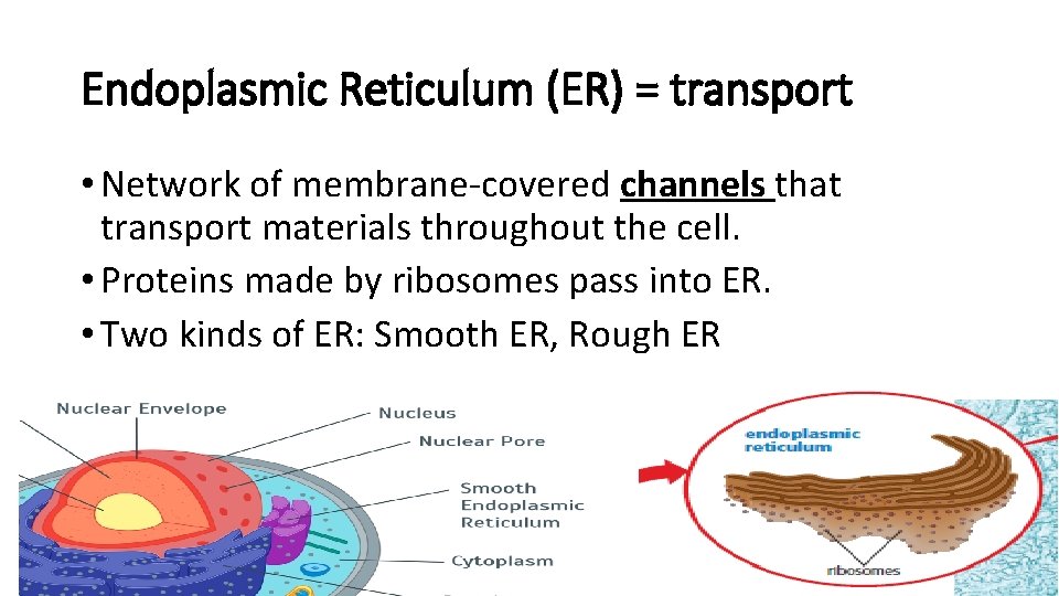 Endoplasmic Reticulum (ER) = transport • Network of membrane-covered channels that transport materials throughout