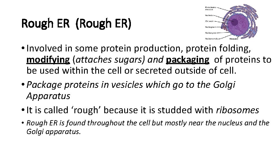Rough ER (Rough ER) • Involved in some protein production, protein folding, modifying (attaches