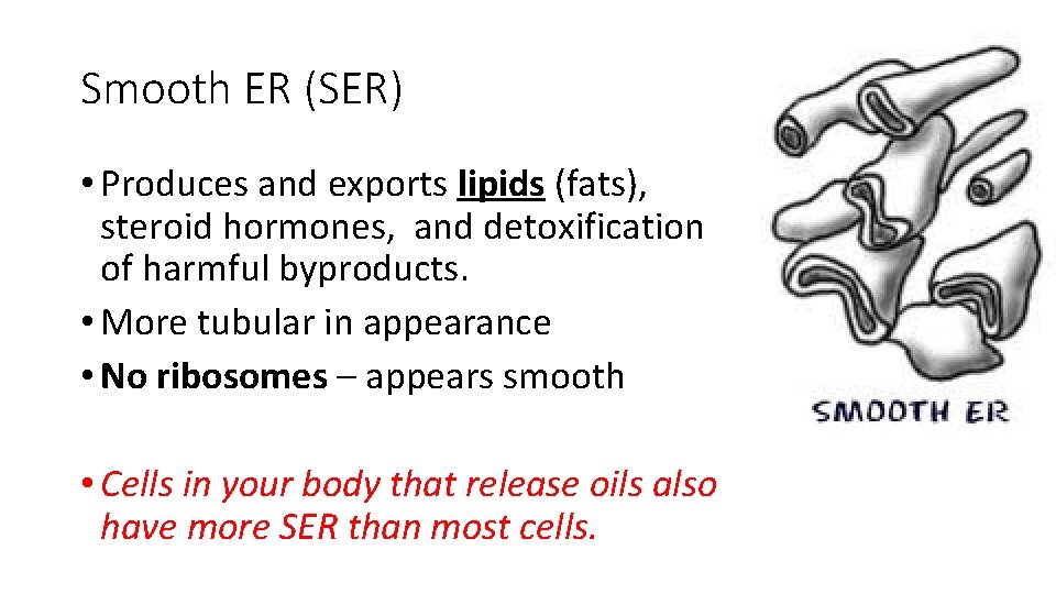 Smooth ER (SER) • Produces and exports lipids (fats), steroid hormones, and detoxification of