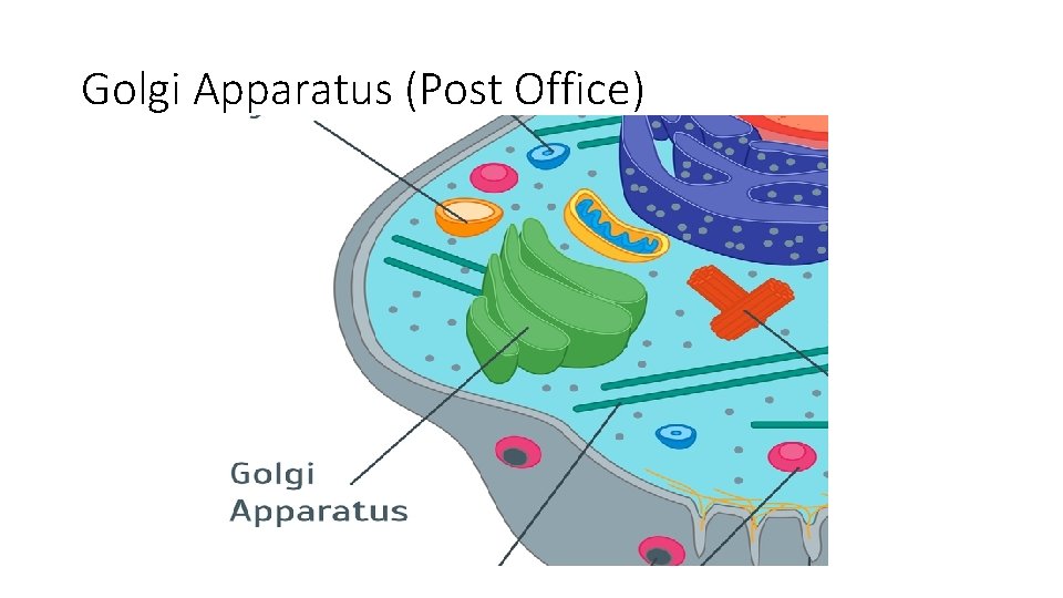 Golgi Apparatus (Post Office) 