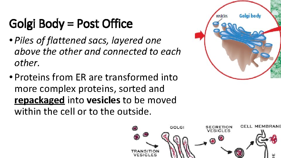 Golgi Body = Post Office • Piles of flattened sacs, layered one above the