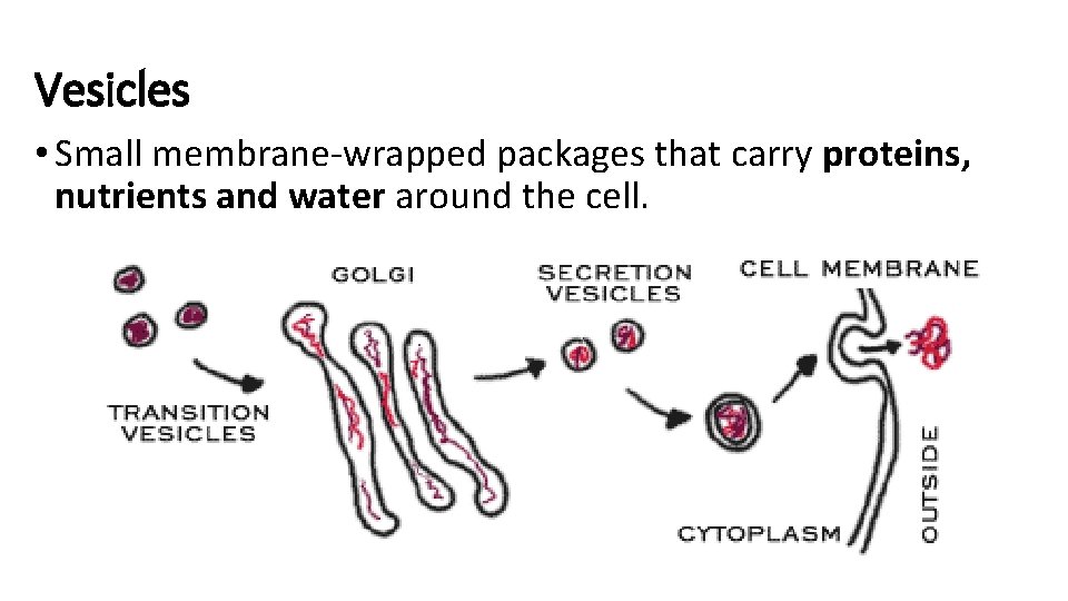 Vesicles • Small membrane-wrapped packages that carry proteins, nutrients and water around the cell.