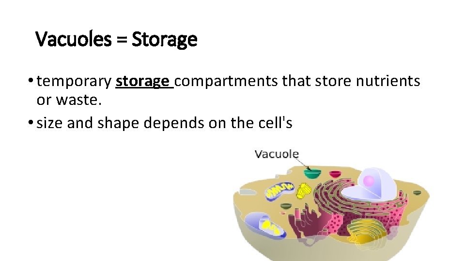 Vacuoles = Storage • temporary storage compartments that store nutrients or waste. • size