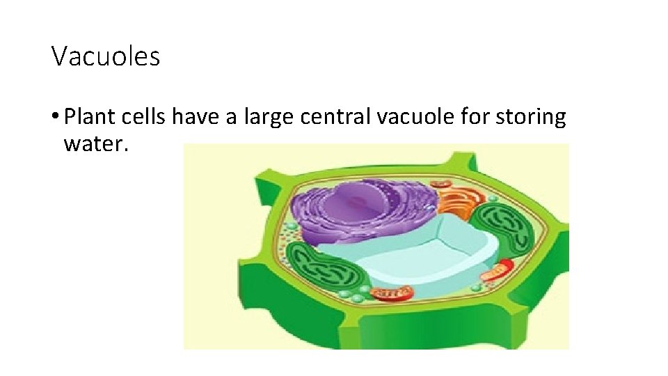 Vacuoles • Plant cells have a large central vacuole for storing water. 