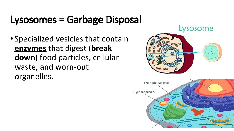 Lysosomes = Garbage Disposal • Specialized vesicles that contain enzymes that digest (break down)