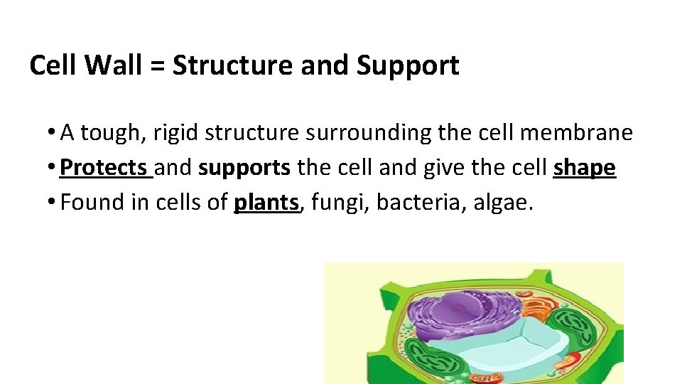 Cell Wall = Structure and Support • A tough, rigid structure surrounding the cell