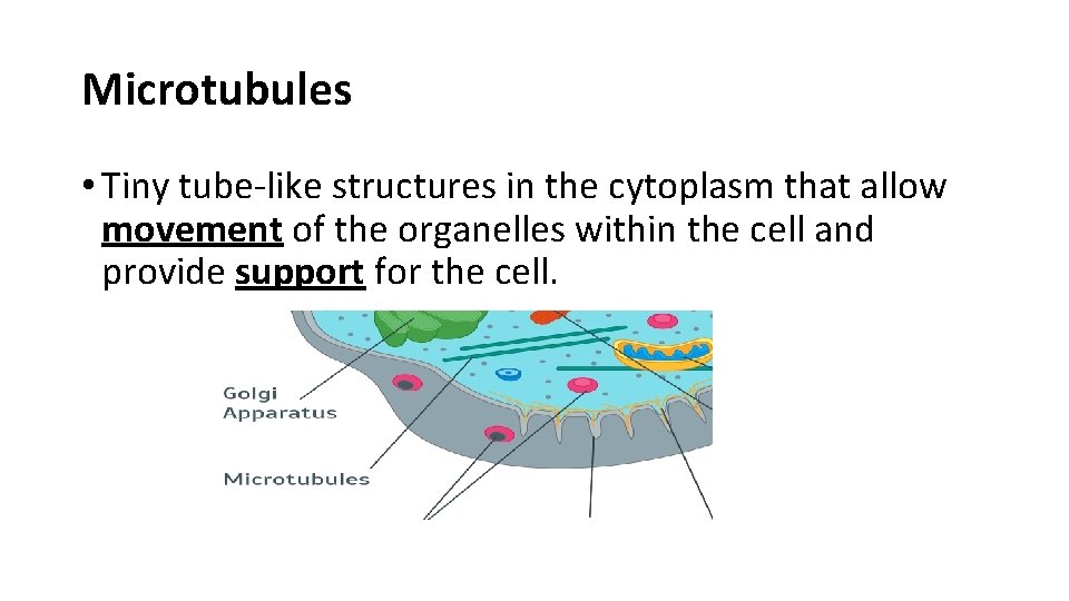 Microtubules • Tiny tube-like structures in the cytoplasm that allow movement of the organelles