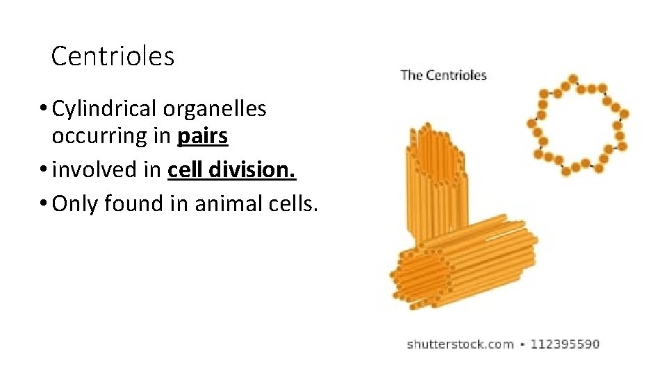 Centrioles • Cylindrical organelles occurring in pairs • involved in cell division. • Only