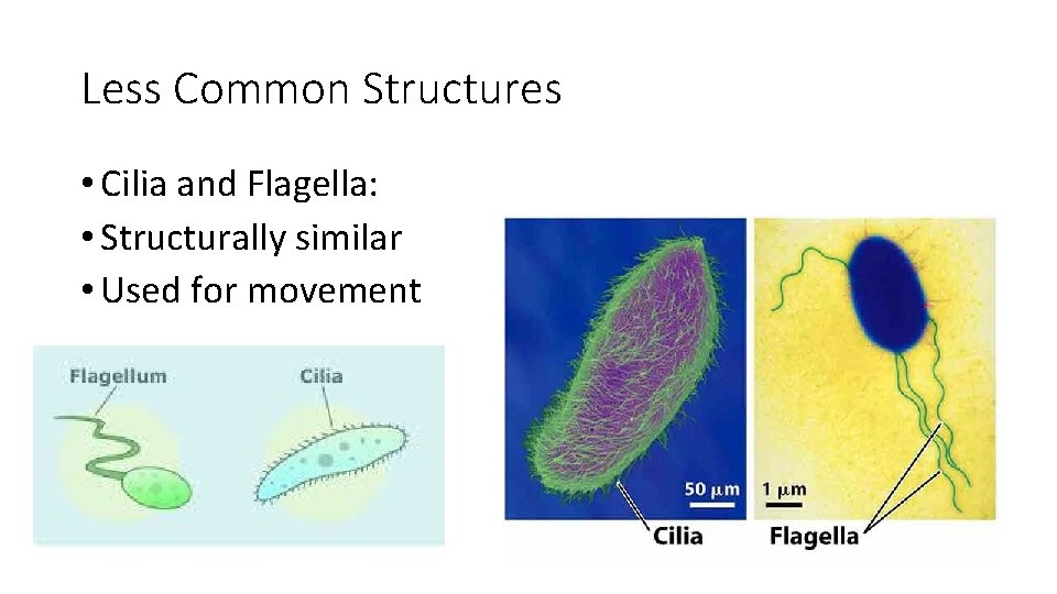 Less Common Structures • Cilia and Flagella: • Structurally similar • Used for movement