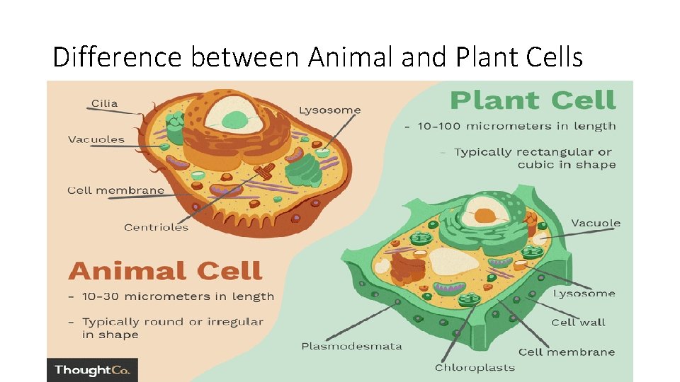 Difference between Animal and Plant Cells 
