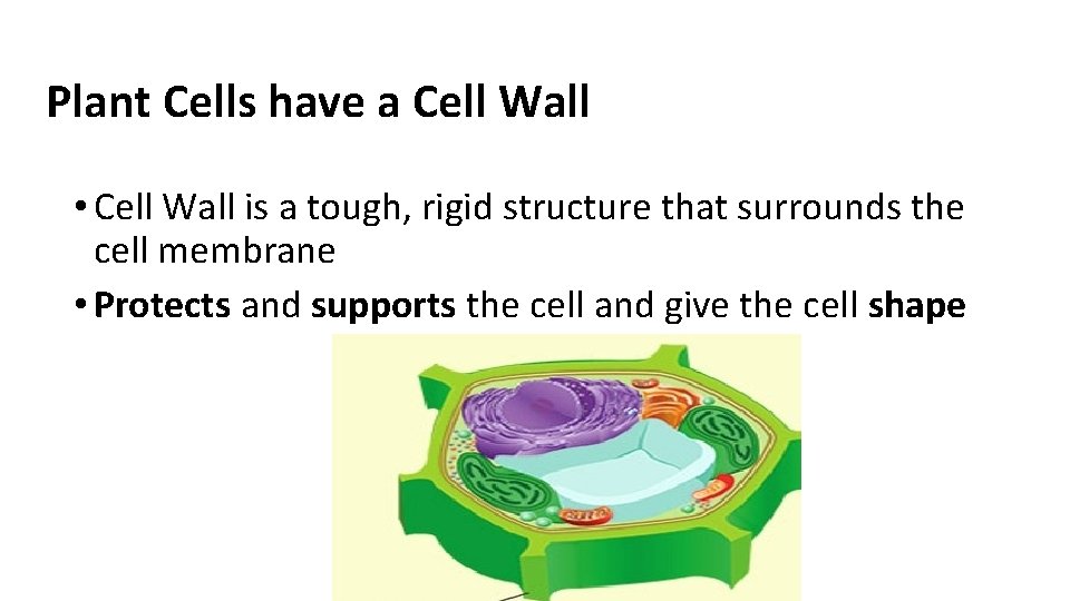 Plant Cells have a Cell Wall • Cell Wall is a tough, rigid structure