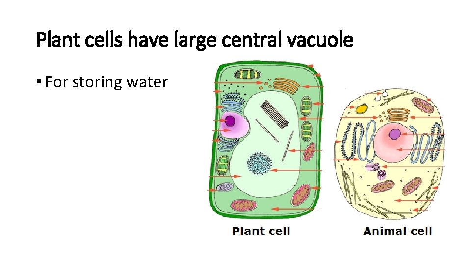 Plant cells have large central vacuole • For storing water 