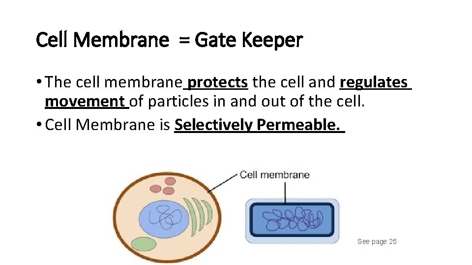 Cell Membrane = Gate Keeper • The cell membrane protects the cell and regulates