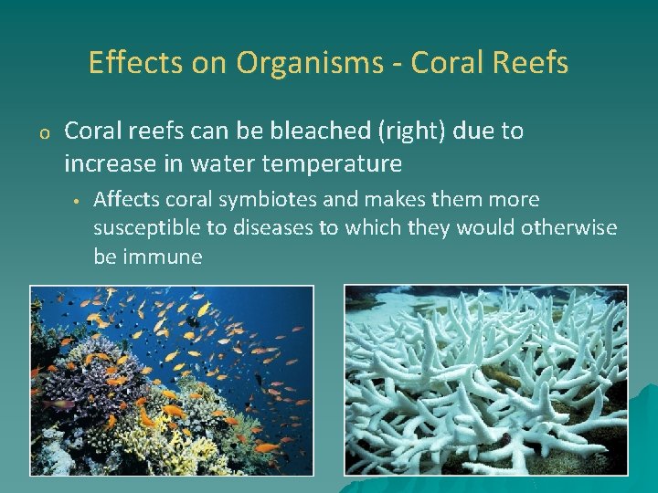 Effects on Organisms - Coral Reefs o Coral reefs can be bleached (right) due