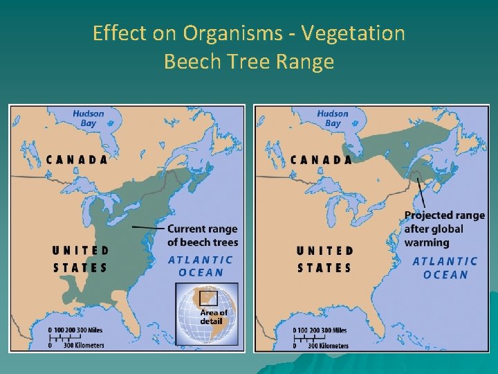Effect on Organisms - Vegetation Beech Tree Range 