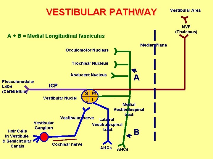 VESTIBULAR PATHWAY NVP (Thalamus) A + B = Medial Longitudinal fasciculus Median Plane Occulomotor