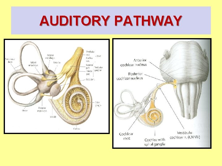 AUDITORY PATHWAY 