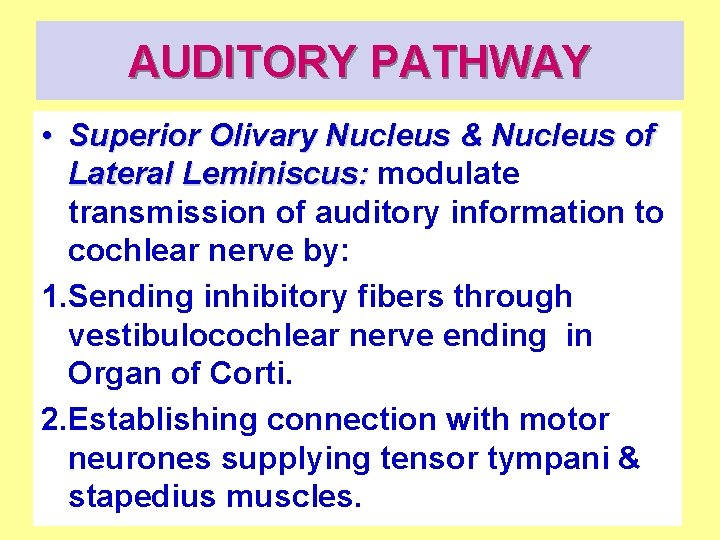 AUDITORY PATHWAY • Superior Olivary Nucleus & Nucleus of Lateral Leminiscus: modulate transmission of