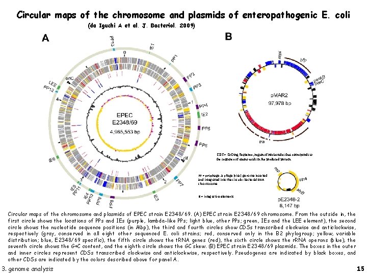 Circular maps of the chromosome and plasmids of enteropathogenic E. coli (da Iguchi A