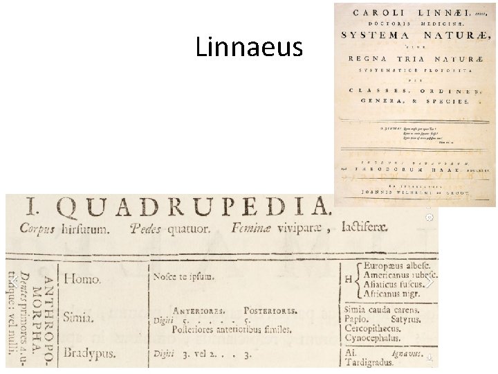 Linnaeus 