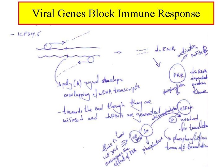 Viral Genes Block Immune Response 