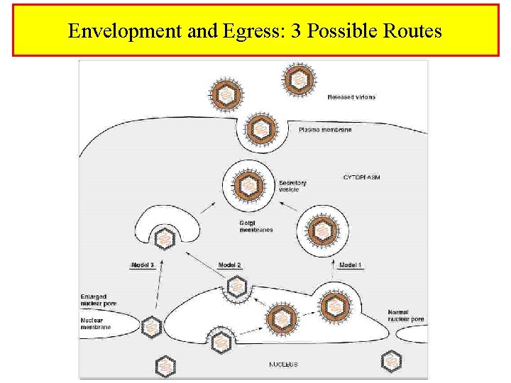 Envelopment and Egress: 3 Possible Routes 