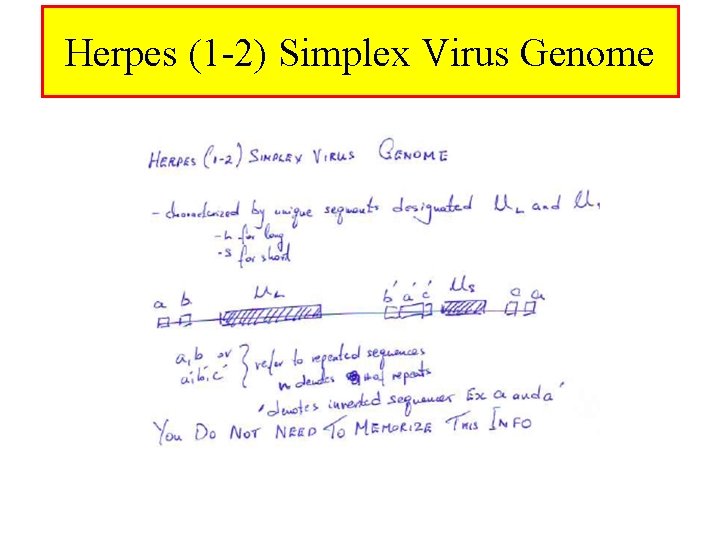 Herpes (1 -2) Simplex Virus Genome 