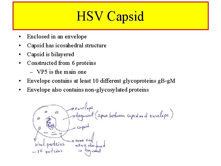 HSV Capsid • • Enclosed in an envelope Capsid has icosahedral structure Capsid is