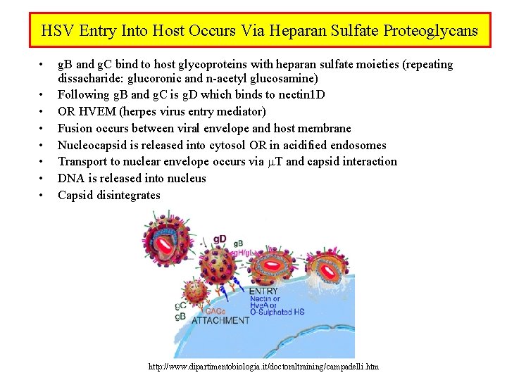 HSV Entry Into Host Occurs Via Heparan Sulfate Proteoglycans • • g. B and