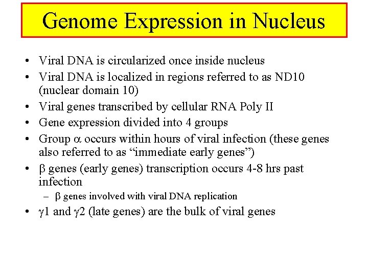 Genome Expression in Nucleus • Viral DNA is circularized once inside nucleus • Viral