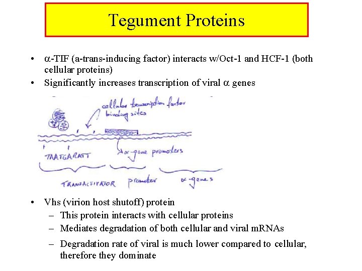 Tegument Proteins • -TIF (a-trans-inducing factor) interacts w/Oct-1 and HCF-1 (both cellular proteins) •