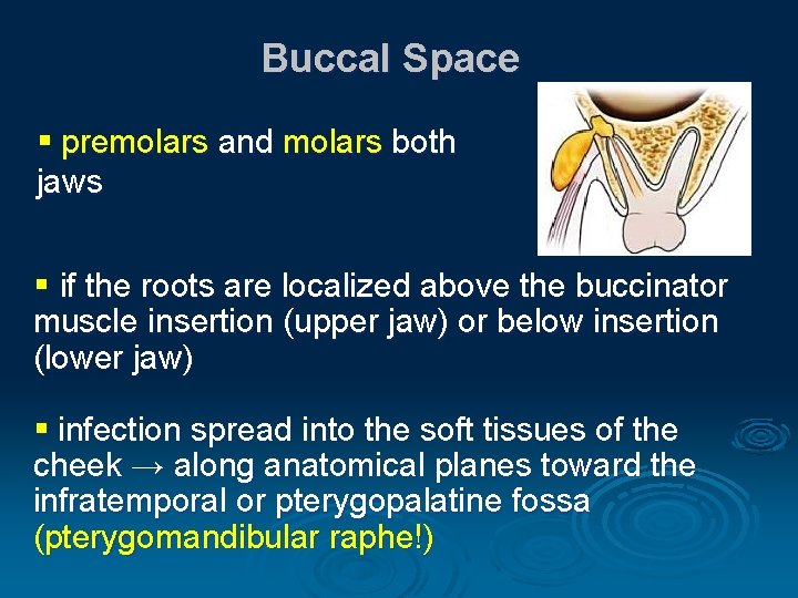 Buccal Space § premolars and molars both jaws § if the roots are localized