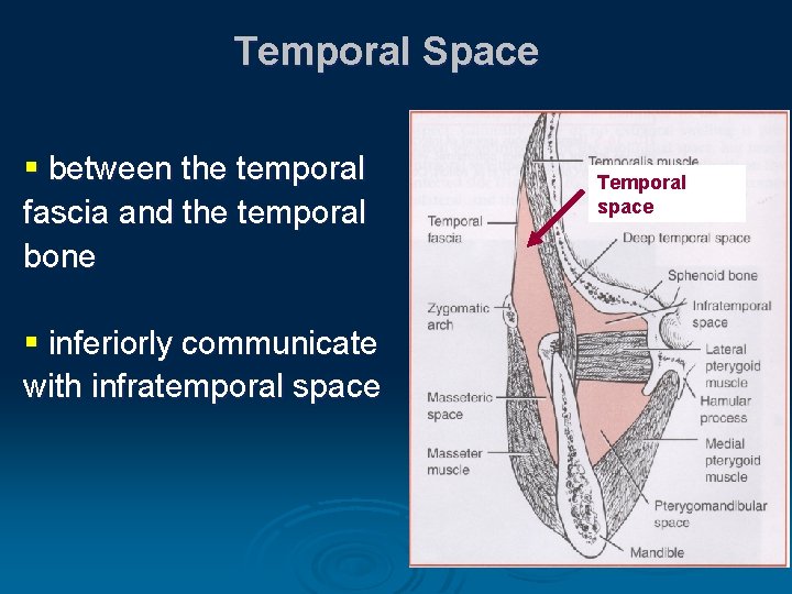 Temporal Space § between the temporal fascia and the temporal bone § inferiorly communicate