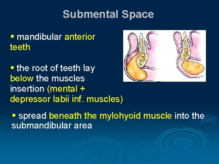 Submental Space § mandibular anterior teeth § the root of teeth lay below the