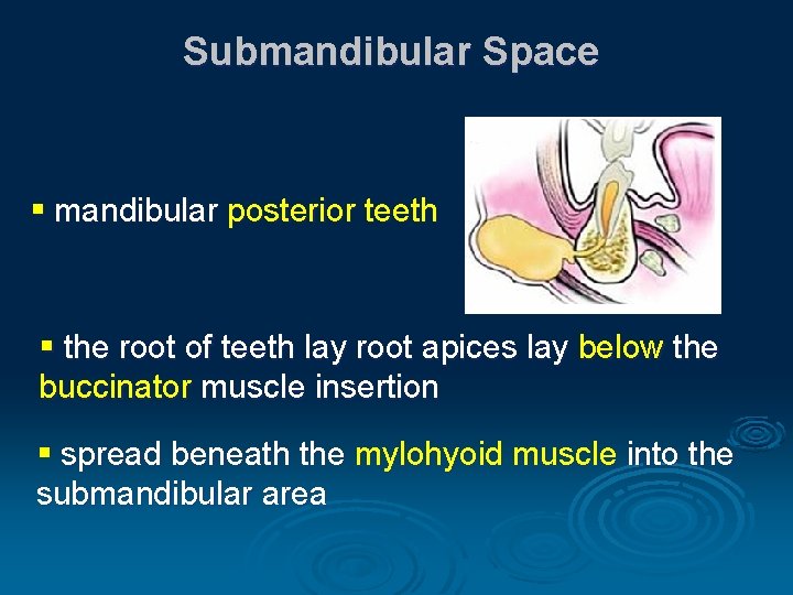 Submandibular Space § mandibular posterior teeth § the root of teeth lay root apices