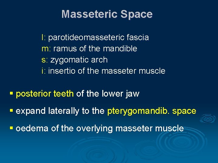 Masseteric Space l: parotideomasseteric fascia m: ramus of the mandible s: zygomatic arch i: