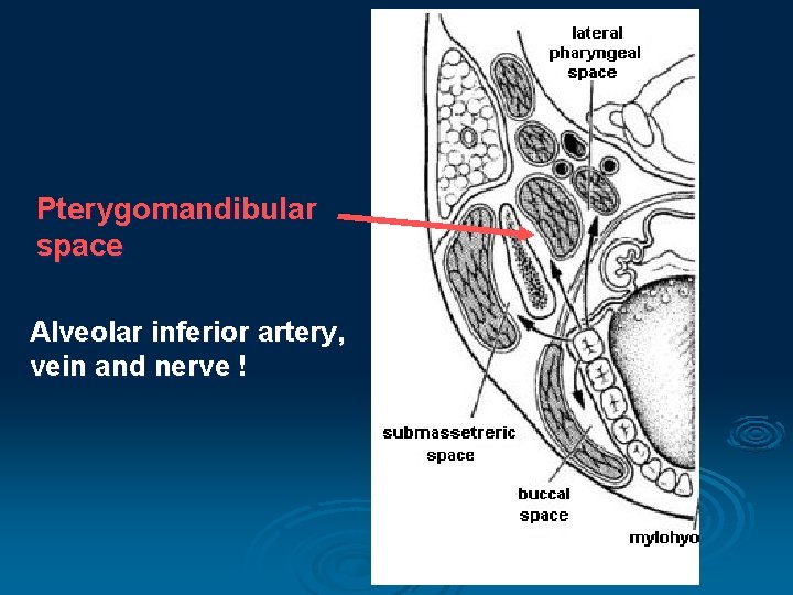 Pterygomandibular space Alveolar inferior artery, vein and nerve ! 