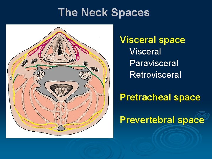 The Neck Spaces Visceral space Visceral Paravisceral Retrovisceral Pretracheal space Prevertebral space 