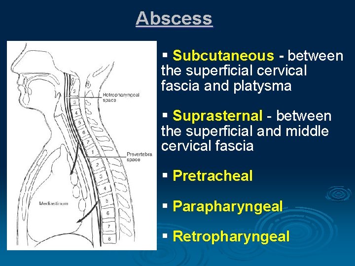 Abscess § Subcutaneous - between the superficial cervical fascia and platysma § Suprasternal -