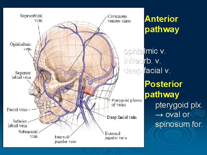 Anterior pathway ophtalmic v. infraorb. v. deep facial v. Posterior pathway pterygoid plx. →