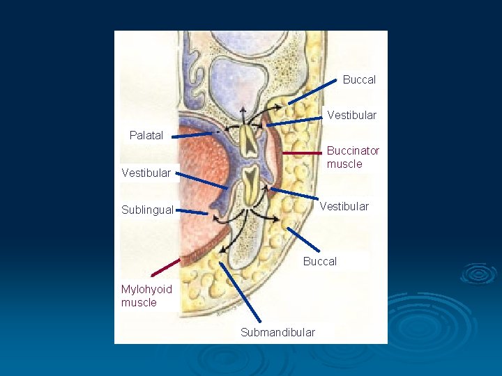 Buccal Vestibular Palatal Buccinator muscle Vestibular Sublingual Buccal Mylohyoid muscle Submandibular 