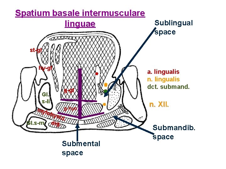 Spatium basale intermusculare linguae Sublingual space st-gl hy-gl g-gl Gl. s-li g-hyo myl ohy