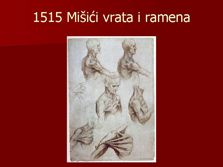1515 Mišići vrata i ramena 
