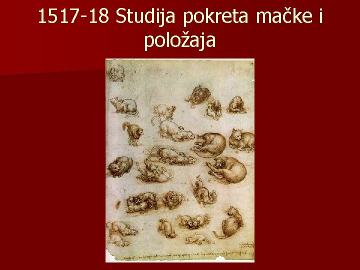 1517 -18 Studija pokreta mačke i položaja 