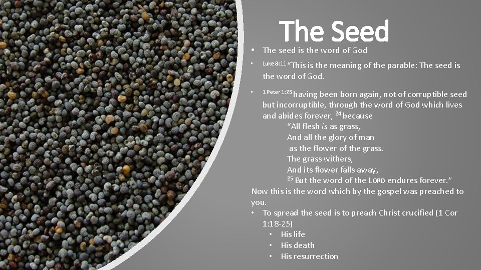 The Seed • The seed is the word of God • Luke 8: 11