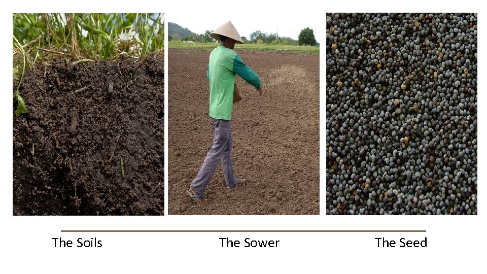  The Soils The Sower The Seed 