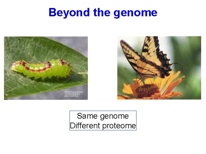 Beyond the genome Same genome Different proteome 